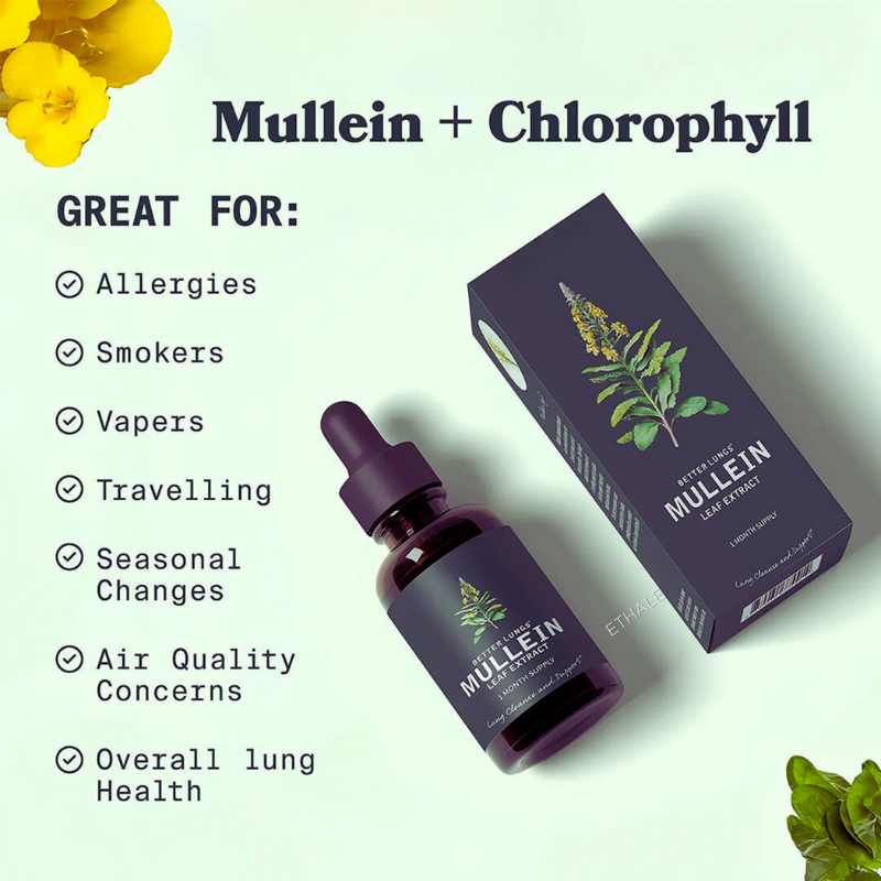 Mullein Leaf Extract – Breathe Freely, Detox Naturally